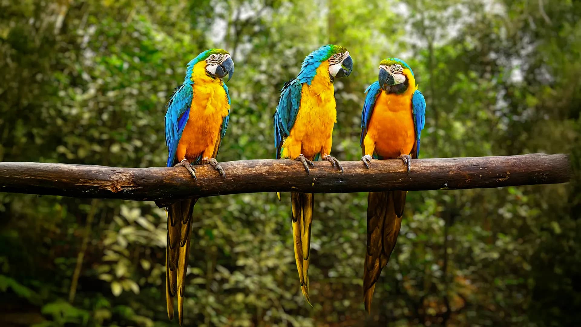 Siamo parkas, Tenerifė